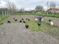 🥚 Домашни яйца от свободно отглеждани кокошки – Пловдив 🐓 , снимка 9