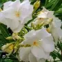 ЗОКУМ - кичест, бял, ароматен, , снимка 1