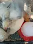 Брама и селска кокошка, снимка 1