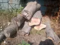 Продажба на ствол на орех и пънчета , снимка 1