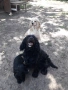 Cocker Spaniel, снимка 2