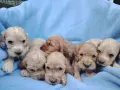 Кокер шпаньоли., снимка 1