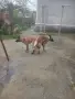 Белгийска овчарка-малиноа, снимка 1