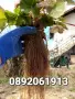 Разсад ягоди🍓👌🏻, снимка 4