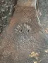 Продавам две стари брадви топори, снимка 2