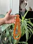 Гердани и гривни балтийски кехлибар, снимка 5