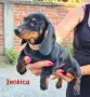 стандартни дакели цвят черен , снимка 2