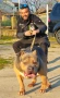 Американско Були Хл American bully Xl ABKC , снимка 8