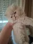 Уникални персийски котенца , снимка 4