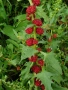 Гърличе (Chenopodium foliosum/Chenopodium virgatum) алкохолен извлек (с клетъчен комплекс, който под, снимка 2