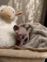 Канадски сфинкс и елф , снимка 4