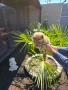 Померан мини  pomeranian mini, снимка 2