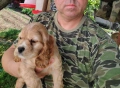 Кокер Шпаньол - , снимка 5