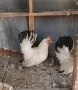 Заменям за петле Шабо, снимка 2
