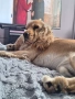 Английски Кокер шпаньол , снимка 11