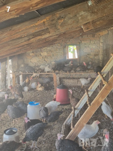Продавам селски пилета, снимка 8 - Кокошки и пуйки - 54438342