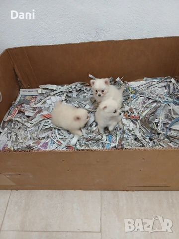 Mini Pomerani, снимка 7 - Померан - 55083566