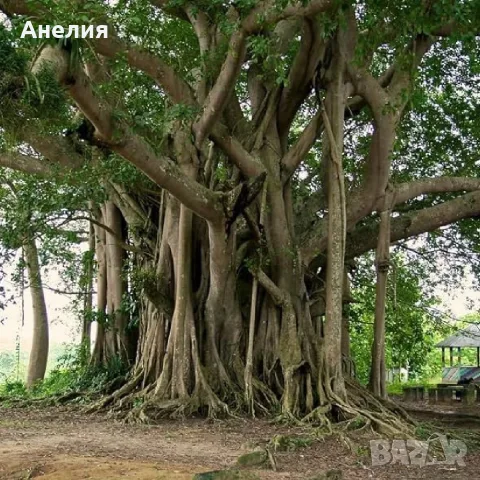 Фикус Ficus benghalensis
