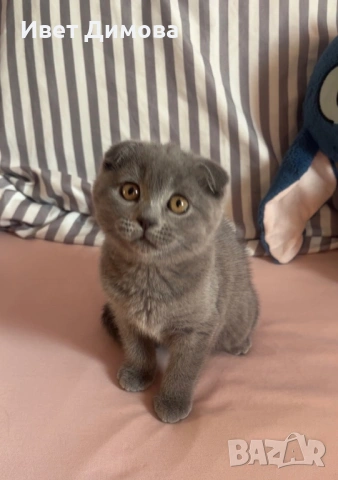 Шотландско коте (Scottish Fold), снимка 4 - Британска късокосместа - 54429668
