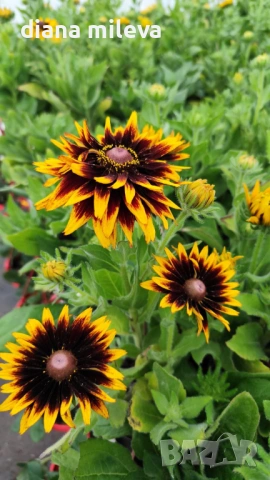 Рудбекия, Rudbeckia hirta pawnee spirit gold black eye, снимка 3 - Градински цветя и растения - 54887629