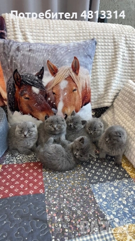 Котета Шотландски Фолд и Котета Британка Късокосместа , снимка 6 - Британска късокосместа - 54377290