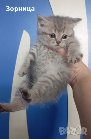 Британско коте, снимка 11 - Британска късокосместа - 54330863