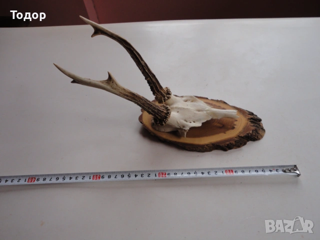 Ловен трофей рога 17