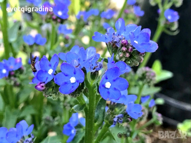 Anchusa ‘Blue Angel’ (Анхуза Син ангел)