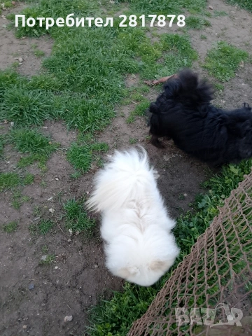 мини шпиц померан , снимка 2 - Померан - 54198635