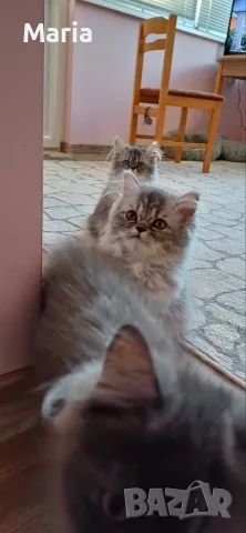 Персийски котета, снимка 8 - Персийска - 47166109