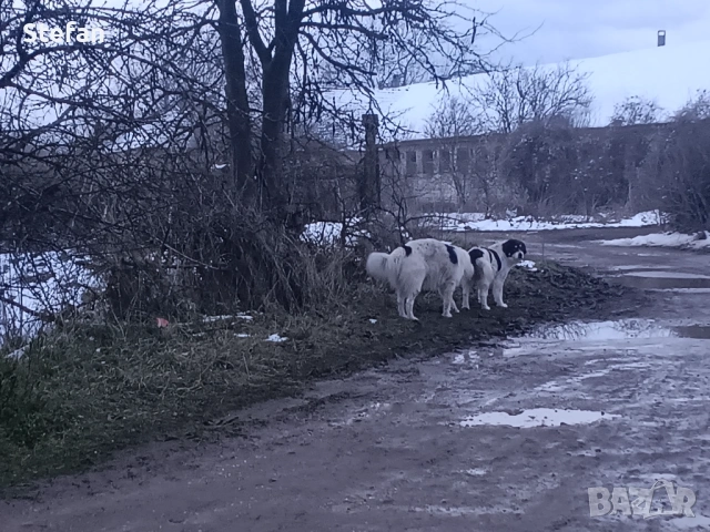 Каракачанки , снимка 5 - Каракачанска овчарка - 54450556
