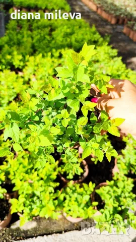 Японска спирея Голден принцес, Spiraea japonica Golden princess, снимка 12 - Градински цветя и растения - 55417808