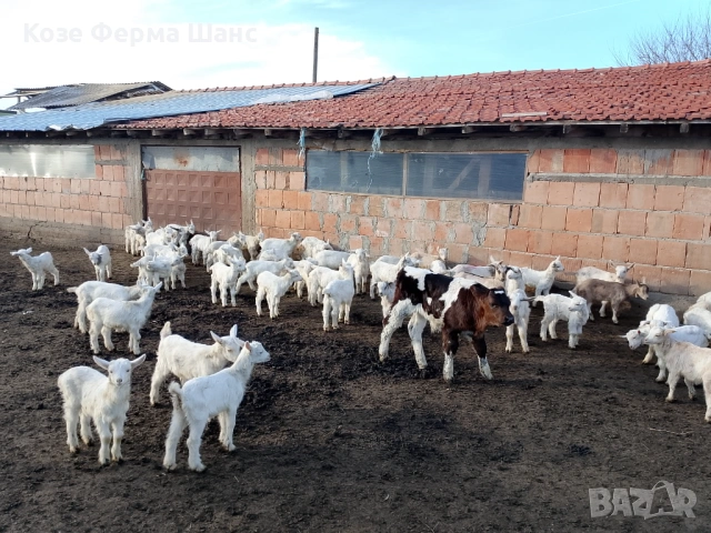 Отбити мъжки ярета 