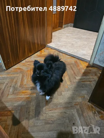 Дейзи тарси нов дом