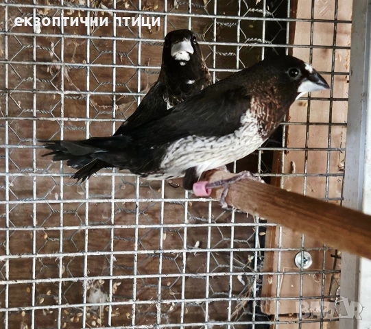 Продавам двойка Японски Амадини 