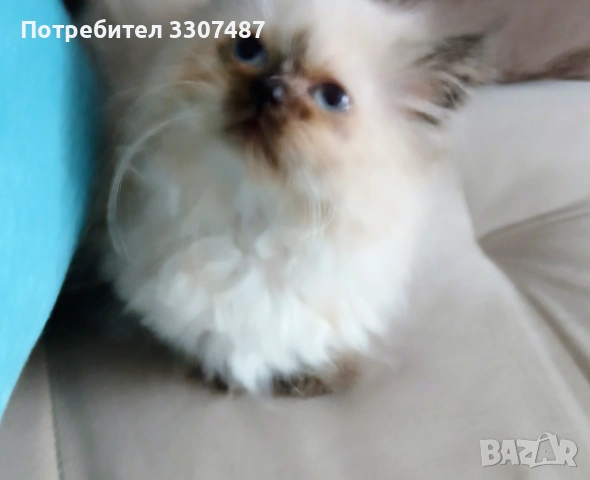 Коте Регдол, снимка 4 - Други - 54607291
