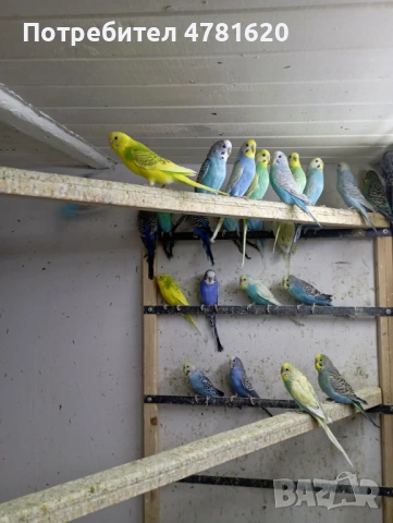 Вълнисти папагали, снимка 9 - Папагали - 54019154