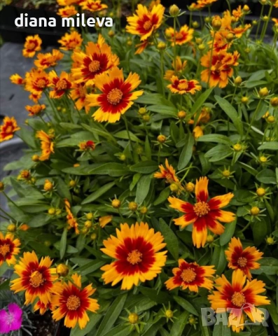 ореопсис Злато и Бронз, Coreopsis grandiflora UpTick™ Gold & Bronze, студоустойчив и многогодишен, снимка 4 - Градински цветя и растения - 54071950
