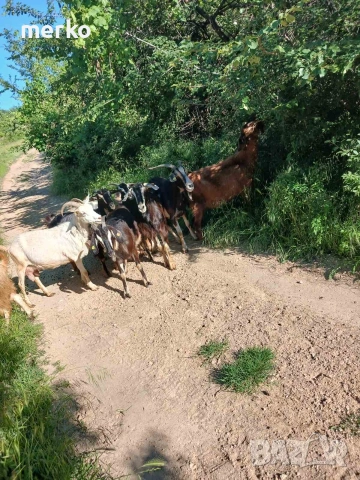 Продавам овце и кози, снимка 6 - Овце - 54865872