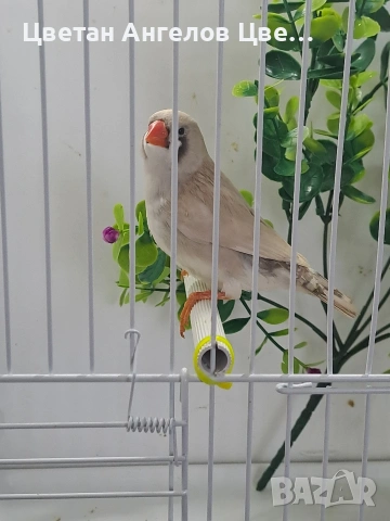 продавам  амадини , снимка 2 - Амадини - 51640676