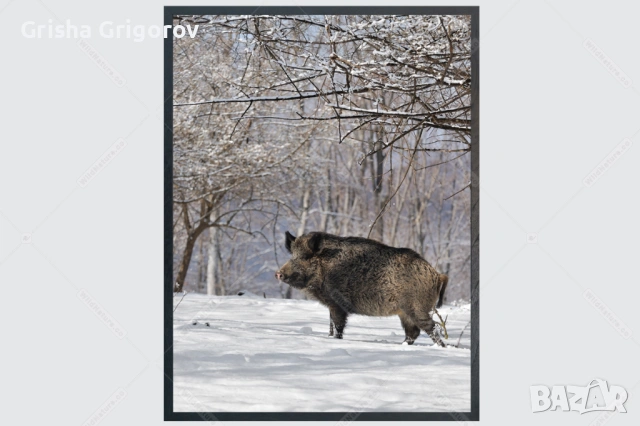 Фотокартина с дива свиня