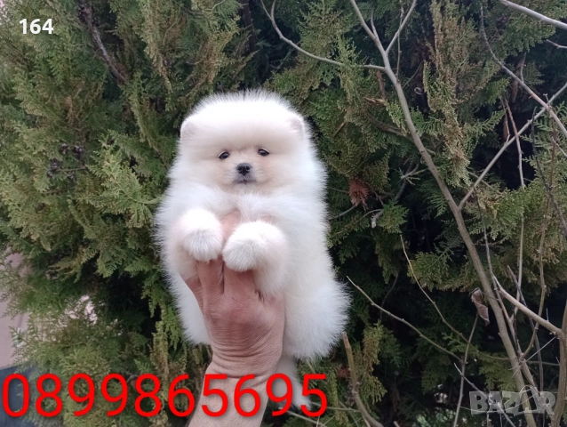 Померани. Реални снимки ! , снимка 9 - Померан - 53980464