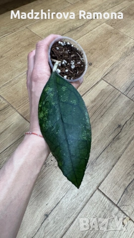 Хоя. Hoya Finlaysonii ah 029, снимка 2 - Стайни растения - 54001886