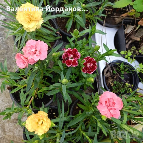 силно ароматен карамфил , снимка 3 - Градински цветя и растения - 54333921