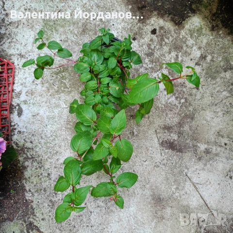 фуксия обичка два цвята големи растения каскадна , снимка 5 - Стайни растения - 54729421