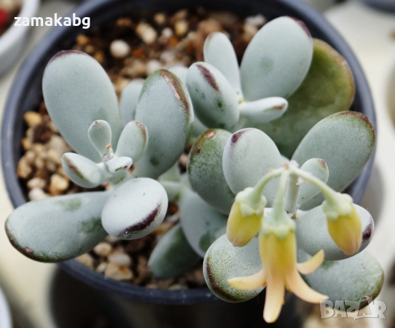 Котиледон (Cotyledon orbiculata var. oophylla cv) сукулент снимката е примерна