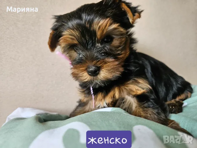 Прекрасни йоркширски териери, снимка 7 - Йоркширски териер - 55135095
