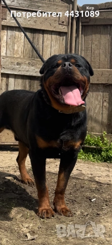 Ротвайлер за разпрод родословен, снимка 2 - Ротвайлер - 53463253
