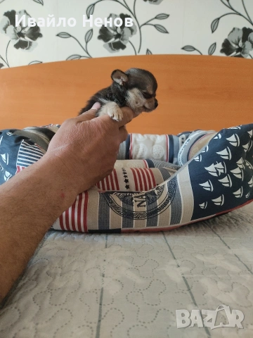 Продавам женско чихуахуа, снимка 4 - Чихуахуа - 54321731