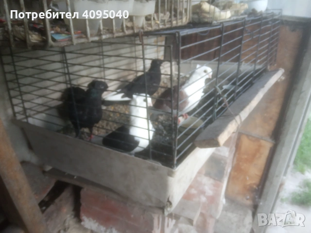 Продавам гълъби, снимка 6 - Гълъби - 51379486